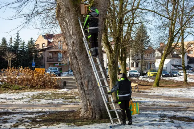Wiosna w mieście - Lębork przygotował 230 budek lęgowych dla ptaków