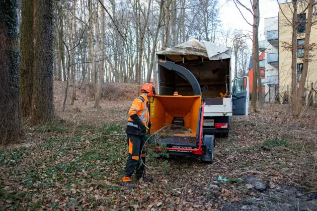 Alpiniści w koronie dębu - specjalistyczna pielęgnacja drzewa w Parku Chrobrego