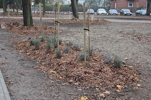 „Zielona rewolucja” w Parku im. Michalskiego