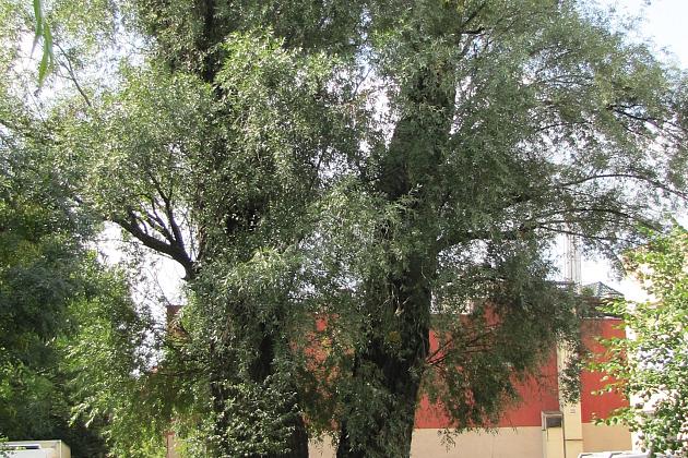 Na ratunek „Wodniczkom”