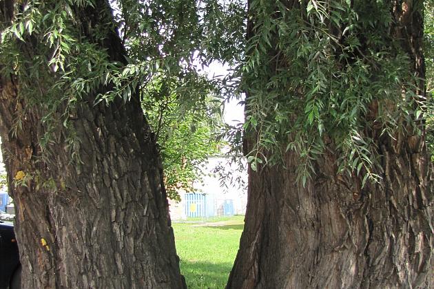 Na ratunek „Wodniczkom”