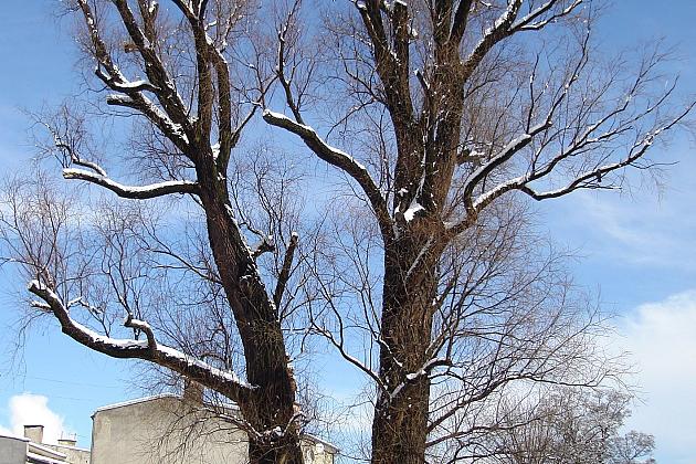 Na ratunek „Wodniczkom”