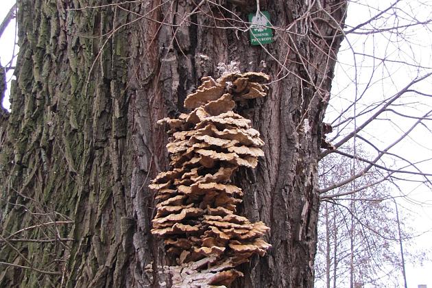 Na ratunek „Wodniczkom”