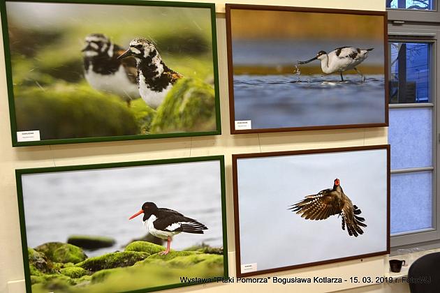 Obejrzyj  wystawę „Ptaki Pomorza”