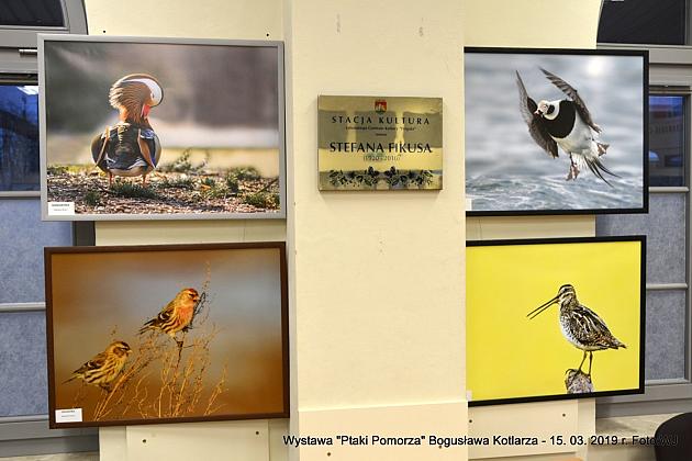 Obejrzyj  wystawę „Ptaki Pomorza”