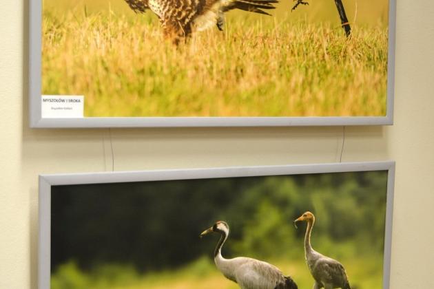 Obejrzyj  wystawę „Ptaki Pomorza”