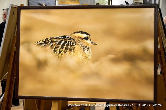 Obejrzyj  wystawę „Ptaki Pomorza”