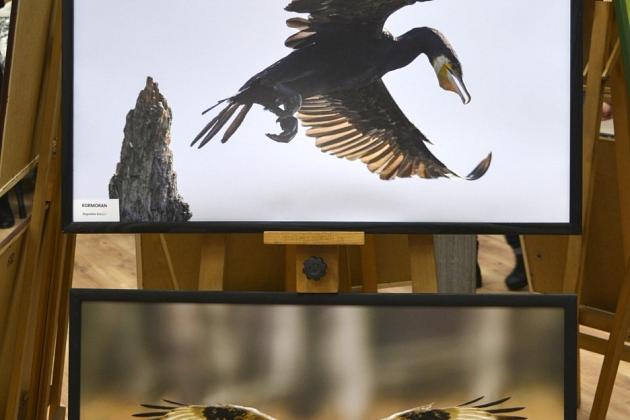 Obejrzyj  wystawę „Ptaki Pomorza”