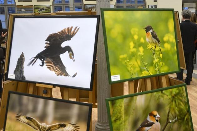 Obejrzyj  wystawę „Ptaki Pomorza”