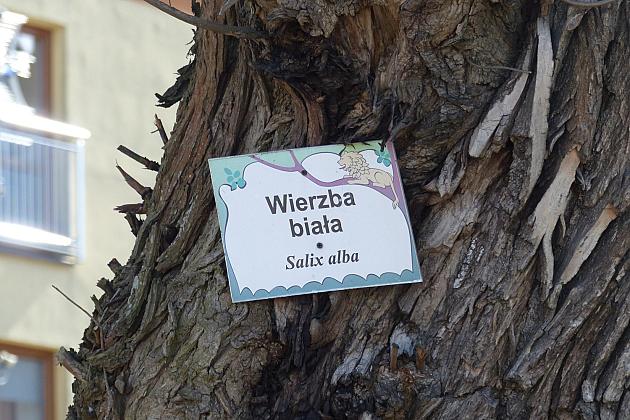 Zielono przy stawie w Parku Chrobrego