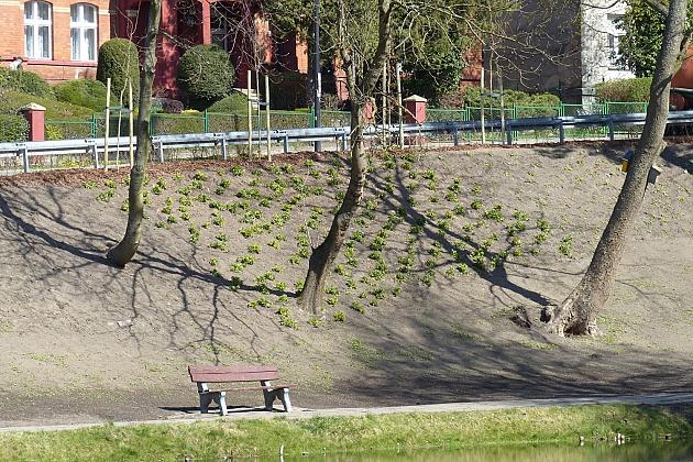 Zielono przy stawie w Parku Chrobrego