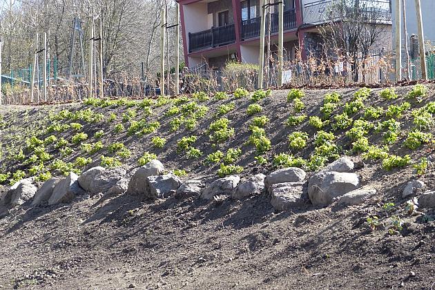 Zielono przy stawie w Parku Chrobrego