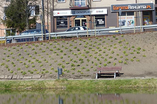 Zielono przy stawie w Parku Chrobrego