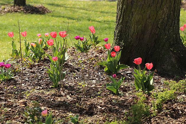 Wiosennie w lęborskim parku