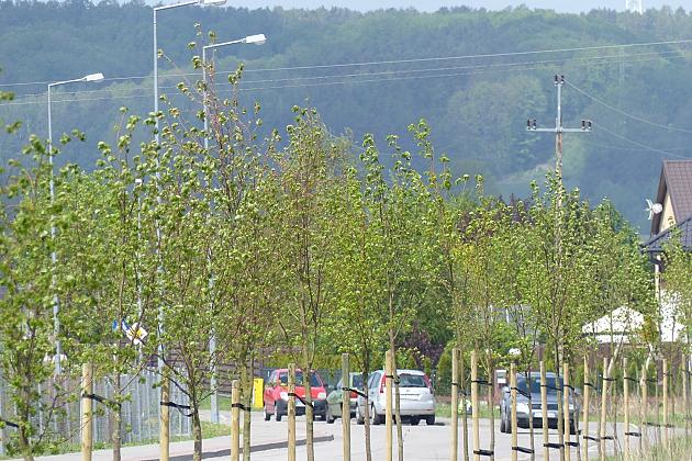 Zielono na ulicach. Zasadzono ponad sto lip