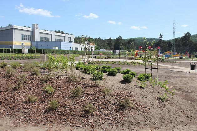 Zielono na Osiedlu Sportowa