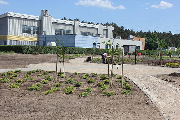 Zielono na Osiedlu Sportowa