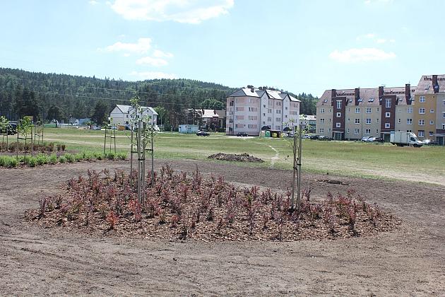 Zielono na Osiedlu Sportowa