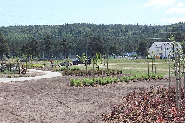 Zielono na Osiedlu Sportowa