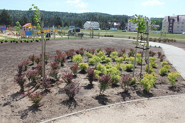 Zielono na Osiedlu Sportowa