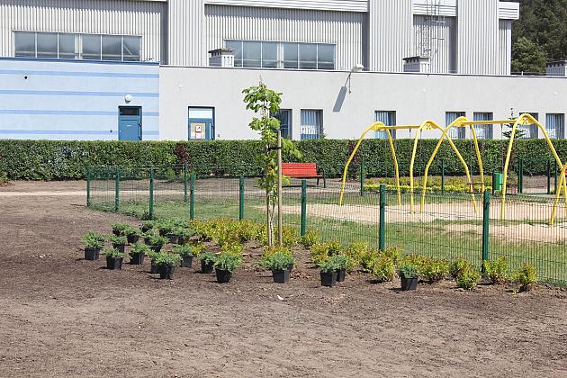 Zielono na Osiedlu Sportowa