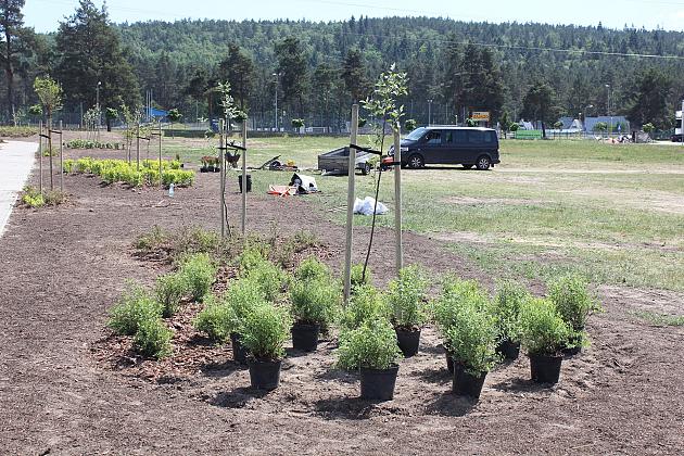 Zielono na Osiedlu Sportowa