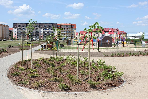 Zielono na Osiedlu Sportowa