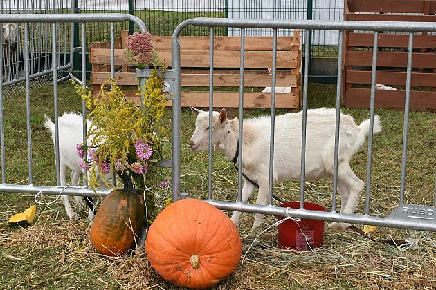 Powiatowe Dożynki 2019 w Krępie Kaszubskiej