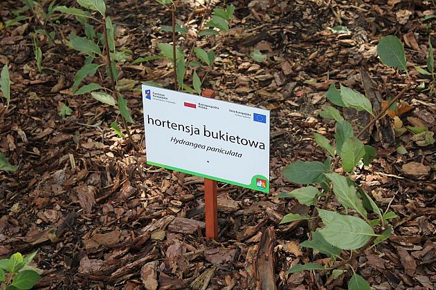 „Morskie Oko” w zielonej odsłonie