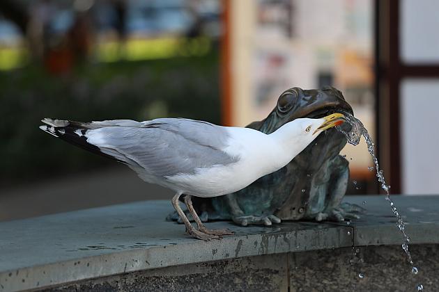 Jarmark św. Jakuba AD 2024